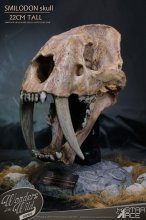 Wonders of the Wild Series Socha Smilodon Skull Fossil 22 cm